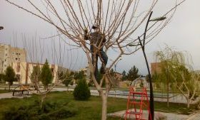 هرس و شاخه زنی درختان سطح شهر توسط واحد خدمات شهری شهرداری ایلخچی